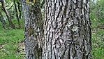 GCMK_20170429153925.jpg
