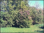 lökös3