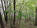 18052654_1503584289692328_1549533632_n
