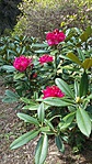 Piros rhododendron