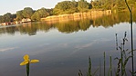 Sárga