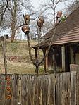 Köcsögfa