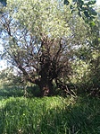 IMG_20170527_133500