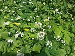 20170414_113647