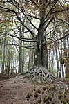 IMG_7071