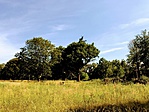 IMG_5262