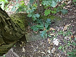 IMG_20170620_112311