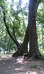 Gyömrő tőzeges tó (3)