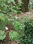 IMG_20170731_125111
