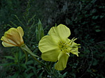 P7270071