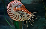 Nautilus pompilius 