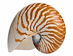 Nautilus háza