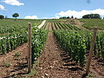 Zemplén 465