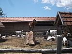 Zemplén 471