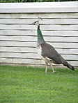 IMG_5459