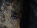 denevérek