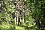 IMG_7518