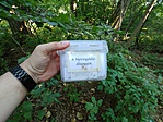 Cache