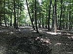 IMG_8109