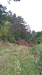 IMG_20170814_163422