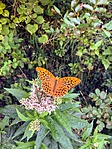 IMG_6291