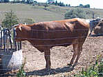 GC1863J