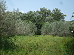 Szolnok 184