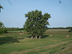 Szolnok 343