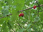Hegyestű 012
