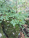 IMG_20170821_121925