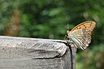 IMG_8287