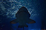HER_1655_tn