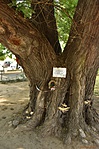 HER_1512_tn