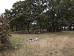 Sümegi ősborókás 005