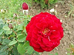 07