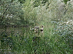 DSCN6585
