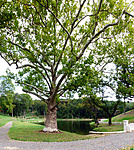 P1060013pan