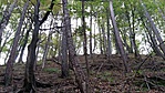 vid5