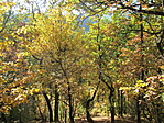 IMG_6705
