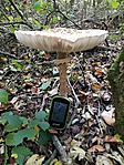 IMG_20171014_124041[1]