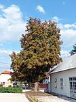 P1060679