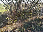 IMG_20171104_103805