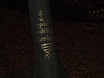 Forrás-tábla helyett felirat a fán