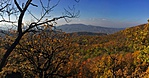gcborj-IMG_5216
