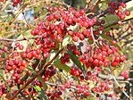 DSCN1678
