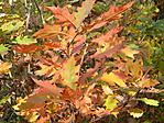 DSCN1703