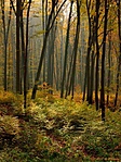 HER_3110_2_tn