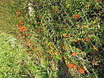 IMG_7608