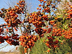 IMG_7609