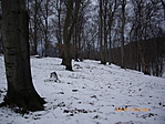 IMGP5454